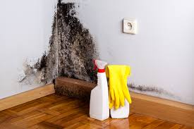 Why You Should Choose Our Mold Remediation Services in Edinburg, IL